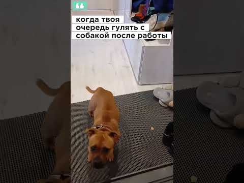 Стаффордширский бультерьер Вива в ожидании прогулки #staffy #собакаулыбака #staffie #staffylovers
