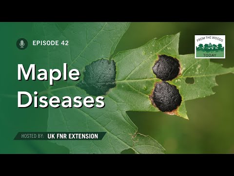 Maple Diseases - From the Woods Today - Episode 42