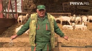 EXPLOZIV - Šišaju ovce i lepo zarađuju | PRVA