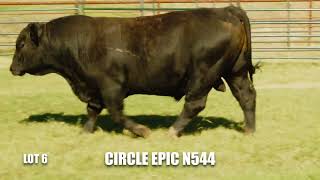 Lot 6 - CIRCLE EPIC N544
