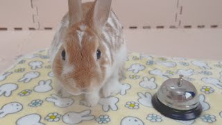 I prepared a bell for the rabbit for the first time in a long time