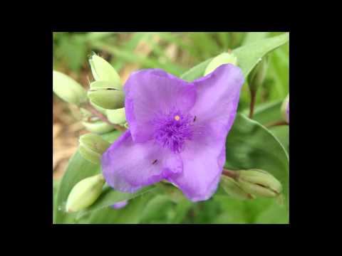 ムラサキツユクサの花　色々