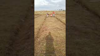 Заготовка посадочного материала - плети клюквы болотной на Архангельской клюквенной плантации