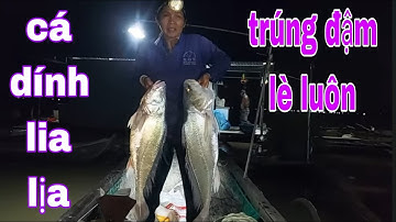 Cha Sanh Mẹ Đẻ Tới Giờ Mới Thấy Giăng Lưới Dính Cặp Cá Sủ Khổng Lồ Như Vậy # SĂN BẮT ĐỒNG THÁP #