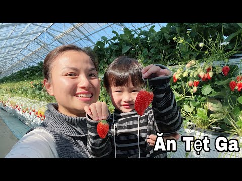 Thử Thách Ăn Cả Vườn Dâu Tây Siêu To Khổng Lồ Cùng Quỳnh Trần #496