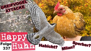 Höhen und Tiefen: Eine Greifvogel-Attacke + Neue Zwerghühner für den Hühnergarten - HAPPY HUHN E337