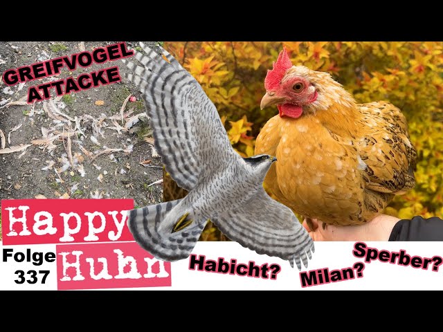 Höhen und Tiefen: Eine Greifvogel-Attacke + Neue Zwerghühner für den Hühnergarten - HAPPY HUHN E337 class=