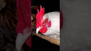 #কৃষি_প্রেম #chicken #hen #rooster