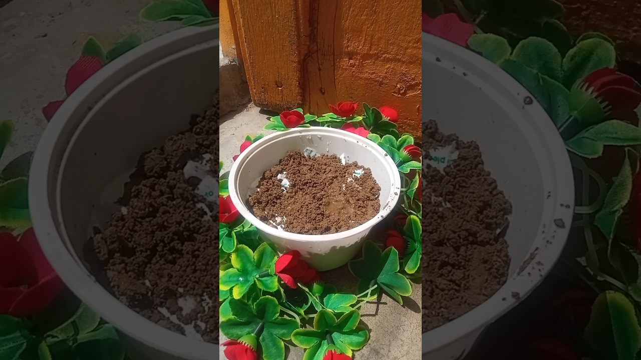 let-s-grow-plix-seed-paper-planting-plix-plantingplants-song