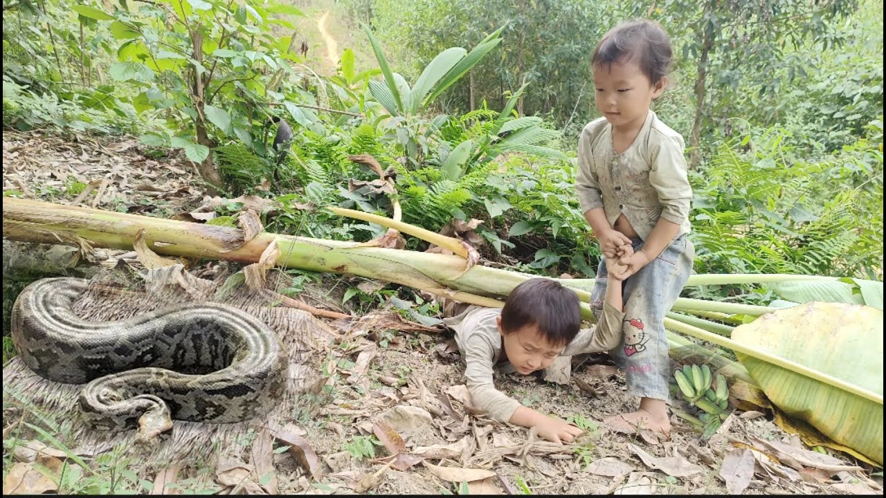 Two hungry orphan brothers went looking for food in the forest - YouTube