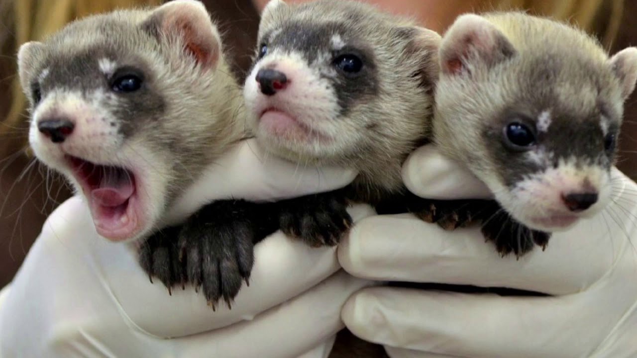 Black Footed Ferret YouTube