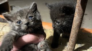 Baby Kittens Shorts Live Stream