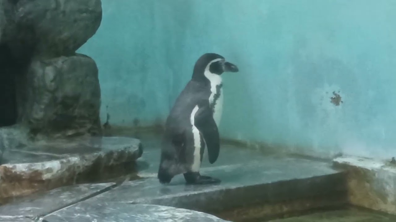 Penguin 