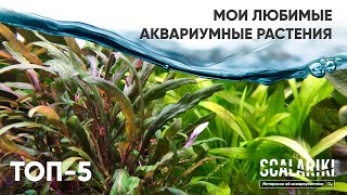 Топ-5 любимых аквариумных растений
