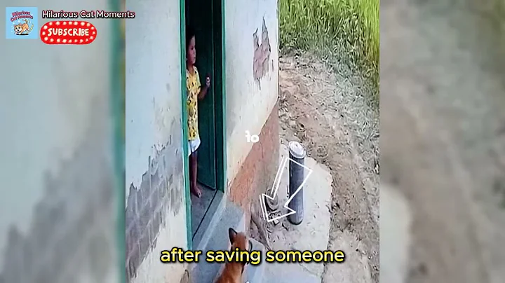 50 Hero Animals That Saved Human Lives 💕 I Best of 2026