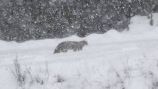 Mystery big cat sighted in NZ high country