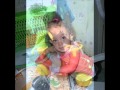 El Zain Welzena Yasmin Yassin El Zain Welzena Yasmin Yassin