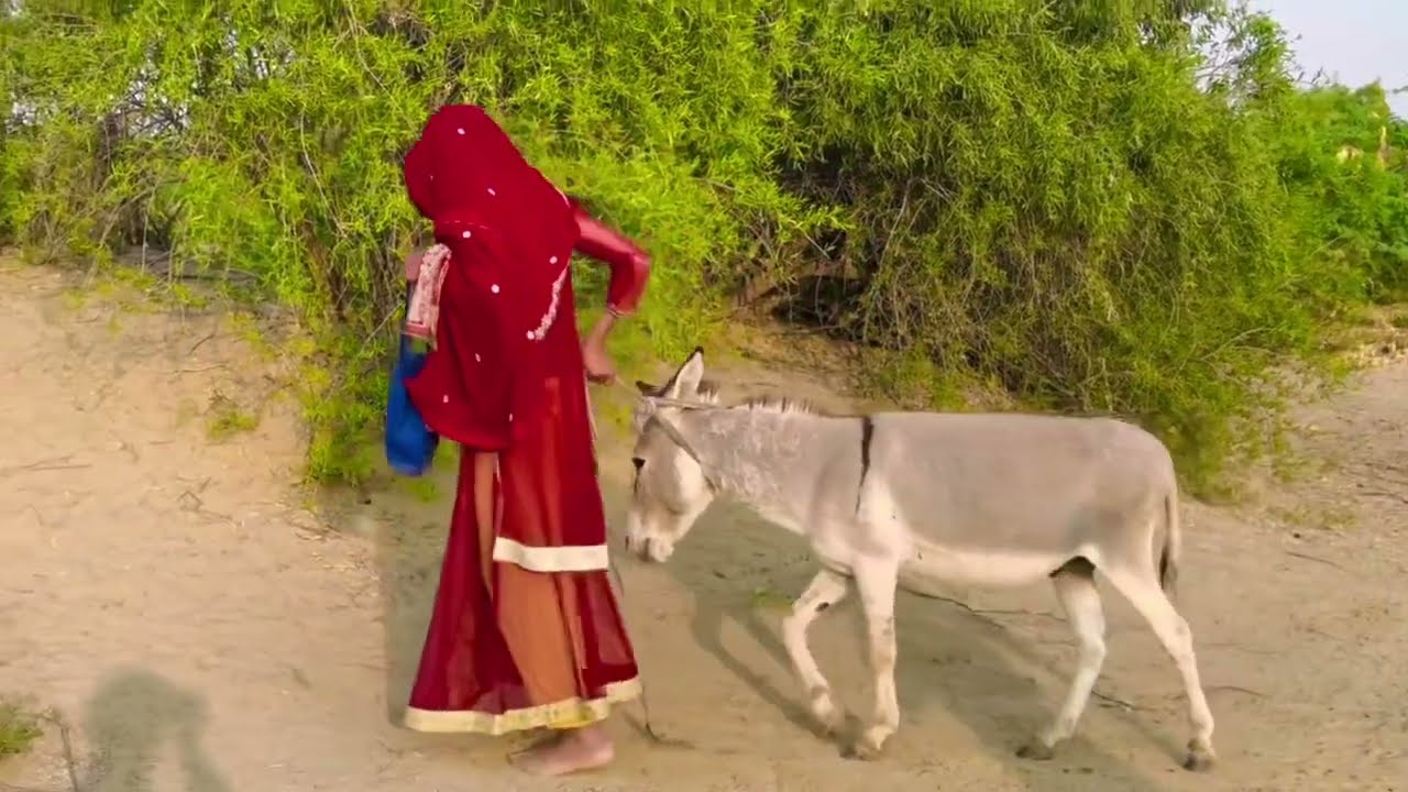 A Peaceful Walk in Rural Life with a Pet Donkey