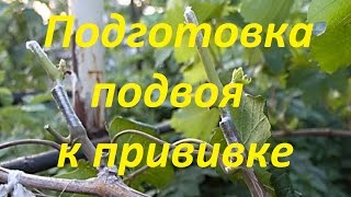 видео: Подготовка кустов винограда для проведения прививок. картинка: Подготовка кустов винограда для проведения прививок.