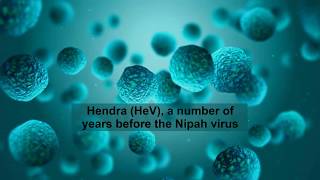 Nipah Virus : Symptoms, Cure ,Precautions & Current Scenario in India