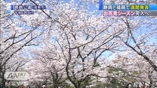 静岡と福岡で桜「満開」に　お花見シーズン突入（12/04/01）