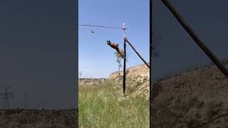 The performance of the Malinois dog's super high jumping skills #72