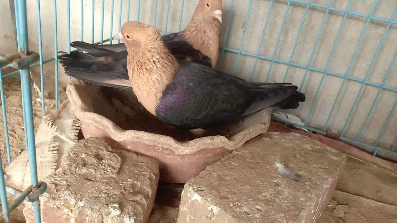 2 cooler Punjabi kbooter 2000