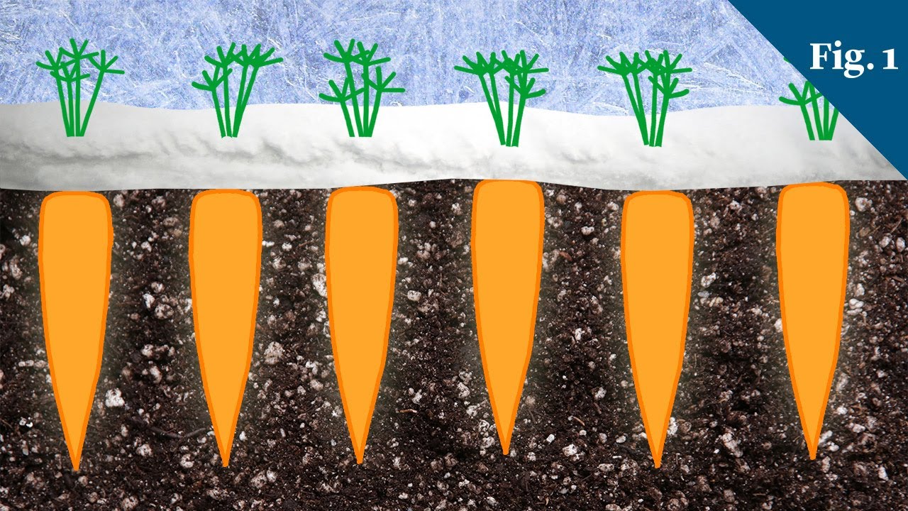 In my own garden, nothing beats pulling a winter carrot and eating it right there in the frosty air. It tastes like candy.