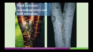 Lunch & Learn with the Master Gardeners- Tree Health