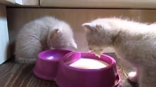 Невероятно смешное видео про котят Невероятно смешное видео про котят