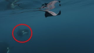 Als die Orcas aus der Tiefe kamen, waren die Taucher komplett erstaunt! screenshot 3