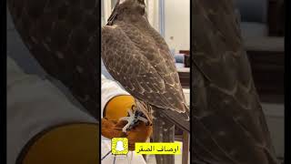 مسميات أجزاء الصقر