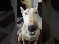 #2024 #southafrica #subscribe #cutedog 🤍