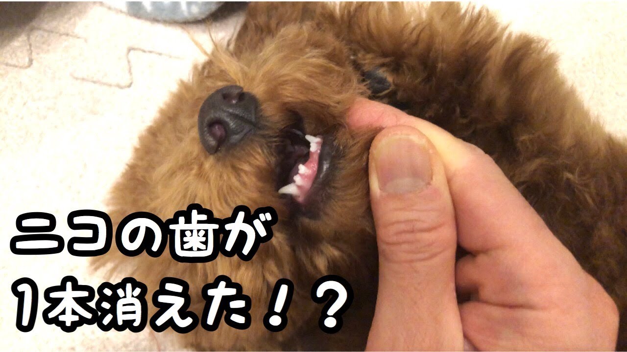 トイプードル子犬の歯が！どこいった！？ YouTube