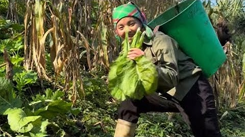 LÊN NƯƠNG HÁI RAU CẢI VỀ LÀM CẢI CHUA ĂN| The Ba Couple