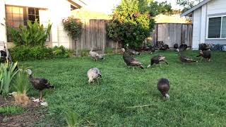 Surrounded By Wild Turkeys