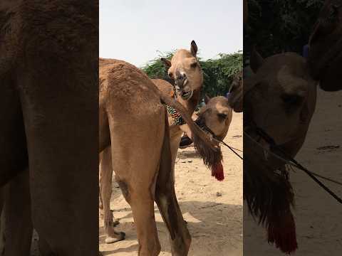 هذه هي الحياة الحقيقية لإبل القرية لأنهم سعداء عندما يكونون أحرار ا