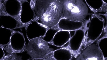 Visualizing the complexity of cellular machinery