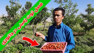 کاشت و برداشت توت زمینی در جاغوری