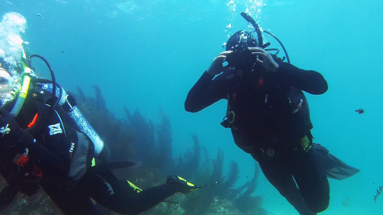 Shaw's Cove Guided Scuba Dive Nov 8, 2016 YouTube