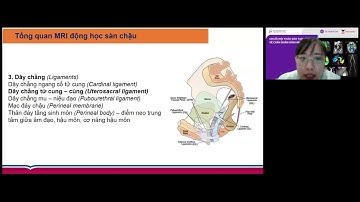 Tổng quan cộng hưởng từ động học sàn chậu và vai trò trong đánh giá bệnh lý sa sinh dục nữ