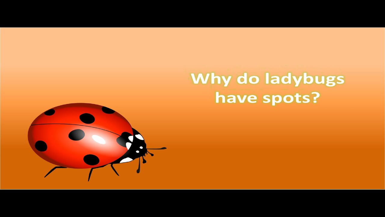 Why do ladybugs have spots ? YouTube