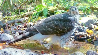 Coopers Hawk Extreme Close Up