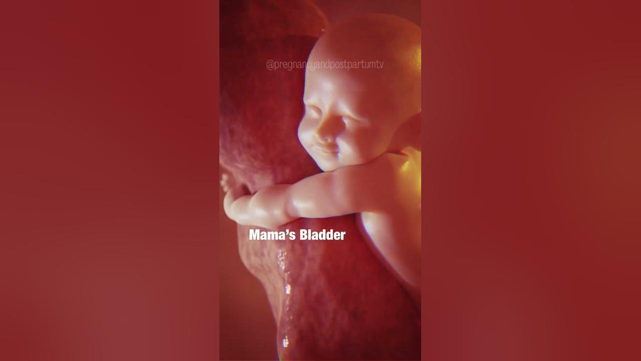MAGICAL: What babies do in the WOMB 😍 #pregnancy #shorts