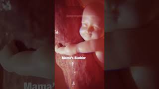 MAGICAL: What babies do in the WOMB  #pregnancy #shorts