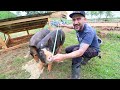 How much do my PIGS WEIGH (6 months) VLOG