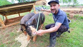 How much do my PIGS WEIGH (6 months) VLOG