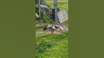 Qaib EJ Noob Thunder