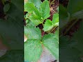 How to Get a Big Strawberry Harvest
