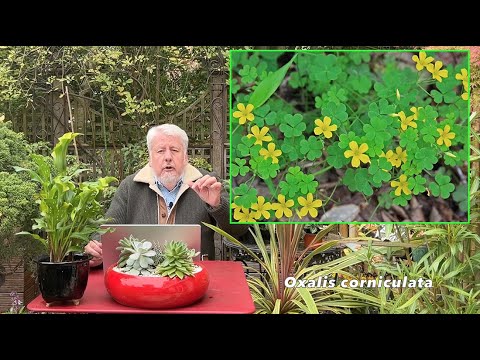 Vidéo: Quand fleurit l'oxalis ?